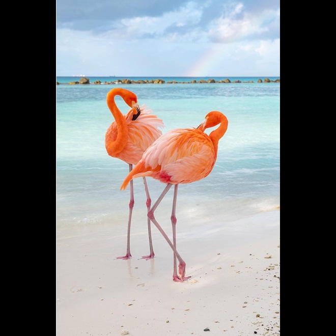 Caribbean Highlights Wildlife