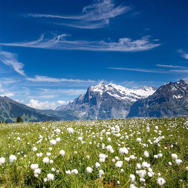 Bergwelt Grindelwald Summer