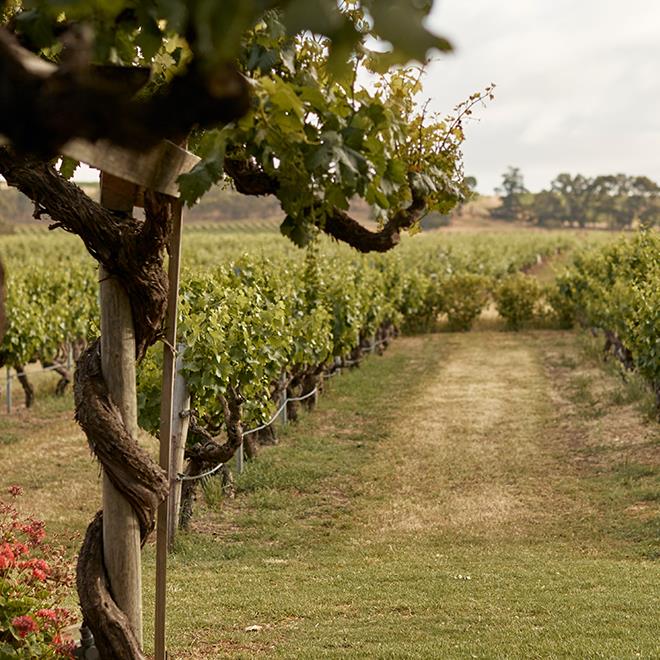Le Mas Vineyard